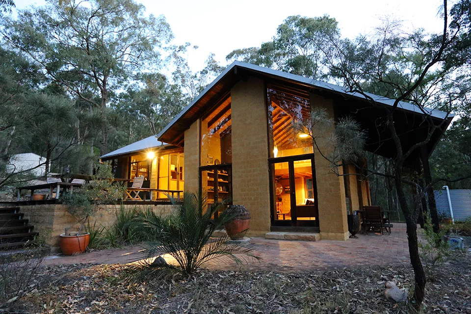 Corymbia glowing in the evening, surrounded by eucalypts
