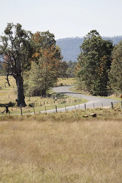 The landscape around Corymbia